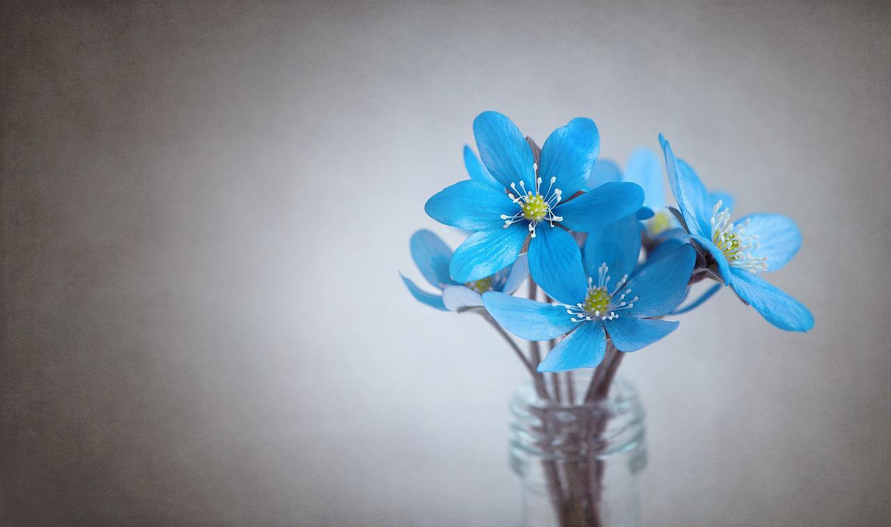 liverflower, blue, flower-1393813.jpg